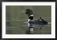 Framed Common Loon with Chick