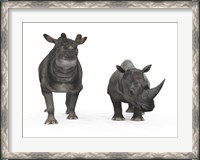 Framed adult Brontotherium compared to a modern adult White Rhinoceros