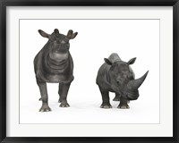 Framed adult Brontotherium compared to a modern adult White Rhinoceros