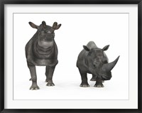 Framed adult Brontotherium compared to a modern adult White Rhinoceros