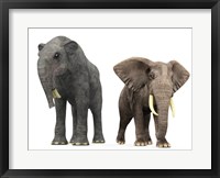 Framed adult Deinotherium compared to a modern adult African Elephant