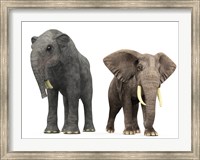 Framed adult Deinotherium compared to a modern adult African Elephant