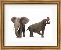 Framed adult Platybelodon compared to a modern adult African Elephant