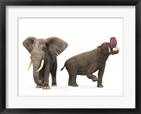 Framed adult Platybelodon compared to a modern adult African Elephant