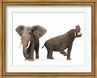 Framed adult Platybelodon compared to a modern adult African Elephant
