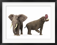 Framed adult Platybelodon compared to a modern adult African Elephant