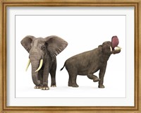 Framed adult Platybelodon compared to a modern adult African Elephant