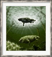 Framed Scutosaurus karpinskii in prehistoric waters