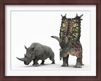 Framed adult Pentaceratops compared to a modern adult White Rhinoceros