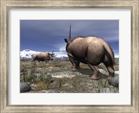 Framed pair of male Elasmotherium confront one another