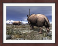 Framed pair of male Elasmotherium confront one another