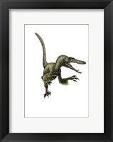 Framed Velociraptor, white background