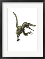 Framed Velociraptor, white background