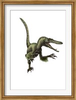 Framed Velociraptor, white background