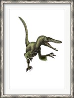 Framed Velociraptor, white background