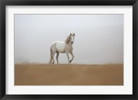 Framed White Stallion