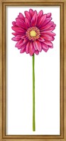 Framed Floral Gerbera Daisy