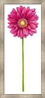 Framed Floral Gerbera Daisy