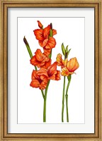 Framed Floral Gladiolas