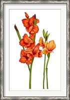 Framed Floral Gladiolas