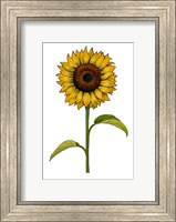 Framed Floral Sunflower