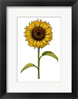 Framed Floral Sunflower