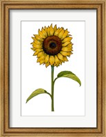 Framed Floral Sunflower