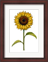 Framed Floral Sunflower