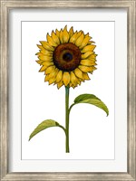 Framed Floral Sunflower