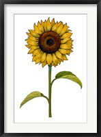 Framed Floral Sunflower