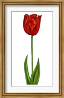 Framed Floral Tulip