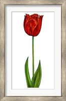 Framed Floral Tulip