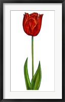 Framed Floral Tulip