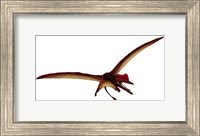 Framed Darwinopterus, a Pterosaur from the Jurassic Period
