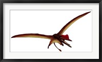 Framed Darwinopterus, a Pterosaur from the Jurassic Period