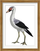 Framed Presbyornis, an Extinct Genus of Anseriform bird