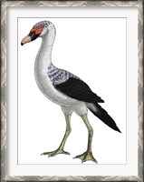 Framed Presbyornis, an Extinct Genus of Anseriform bird