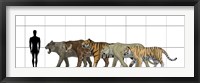 Framed Big Felines Size Chart