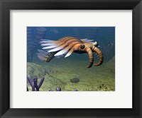 Framed Anomalocaris Explores a Middle Cambrian Age Ocean Floor