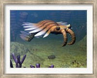 Framed Anomalocaris Explores a Middle Cambrian Age Ocean Floor