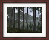 Framed Forest of Cordaites and Araucaria