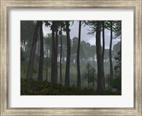 Framed Forest of Cordaites and Araucaria