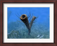 Framed species of Pirania, a Primitive Sponge that Populated the Ocean Floors 505 Million years ago