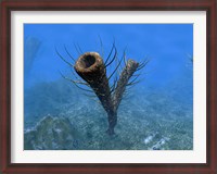 Framed species of Pirania, a Primitive Sponge that Populated the Ocean Floors 505 Million years ago