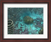 Framed Olenoides Trilobite Scurries across a Middle Cambrian Ocean Floor
