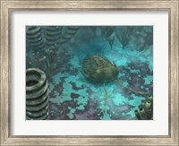 Framed Olenoides Trilobite Scurries across a Middle Cambrian Ocean Floor