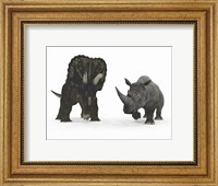 Framed Adult Nedoceratops Compared to a Modern Adult White Rhinoceros