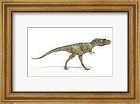 Framed Albertosaurus Dinosaur on White Background