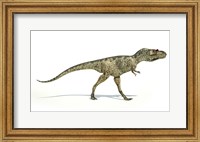 Framed Albertosaurus Dinosaur on White Background
