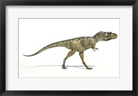 Framed Albertosaurus Dinosaur on White Background